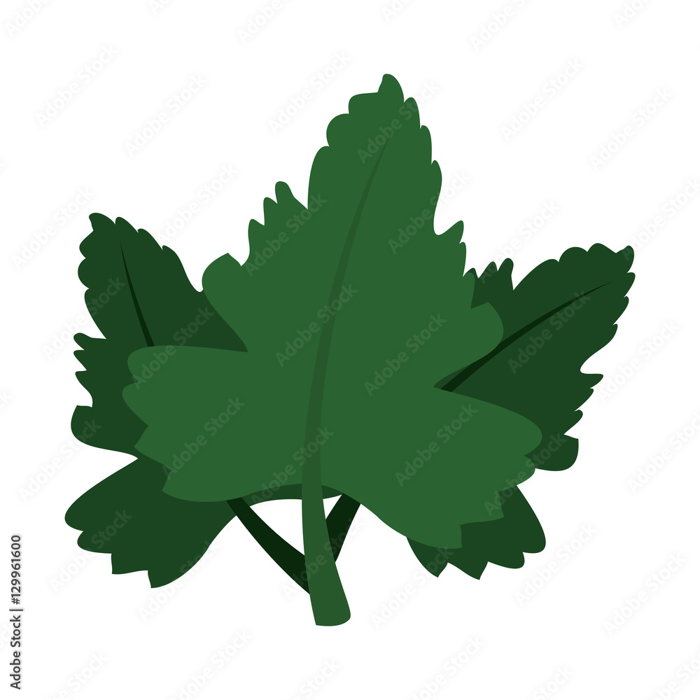 Naklejka premium coriander leaves ingredient isolated icon vector illustration design