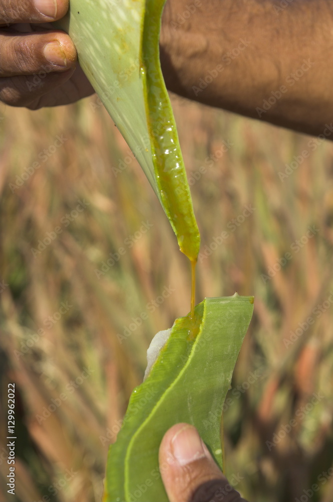 Close up of a torn aloe vera leaf with juice running out, village of Borunda, Rajasthan state Close up of a torn aloe vera leaf with juice running out, village of Borunda, Rajasthan state