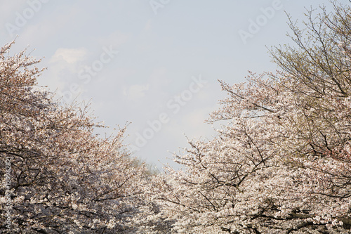 Cherry Trees in Bloom