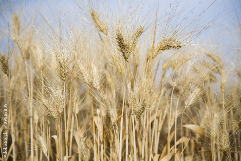 Wheat field