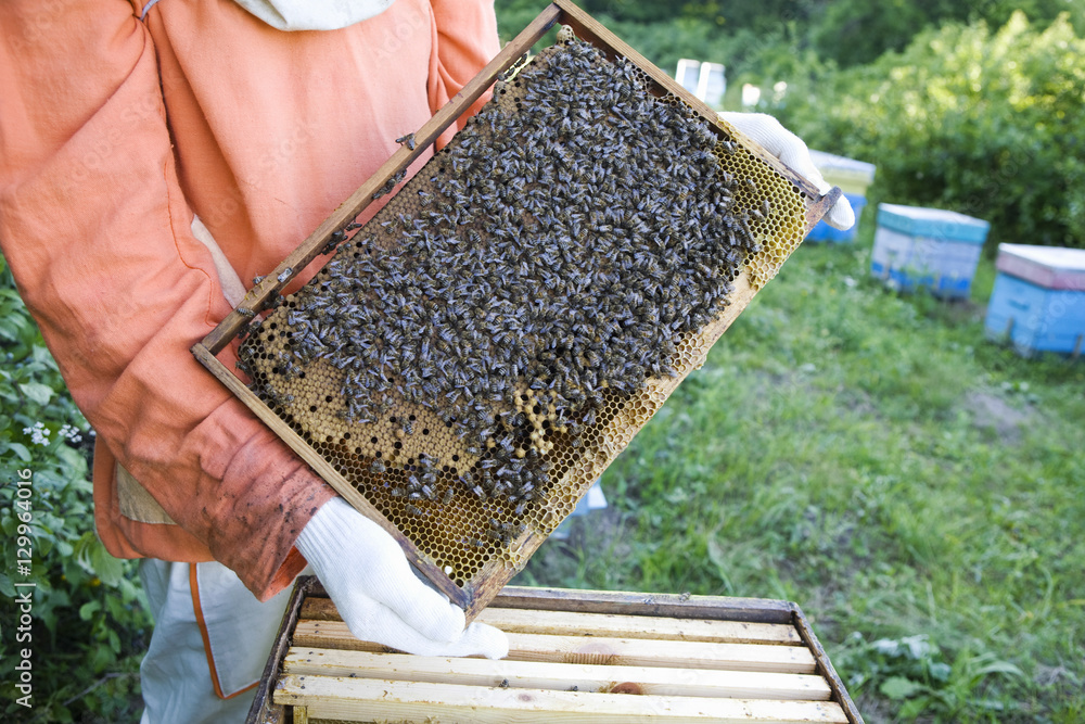 Midsection of a beekeeper holding honeycomb with honey bees Midsection of a beekeeper holding honeycomb with honey bees