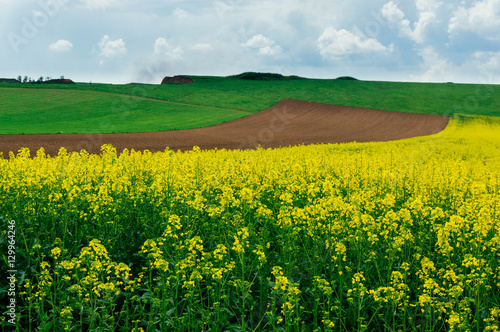 Rape field