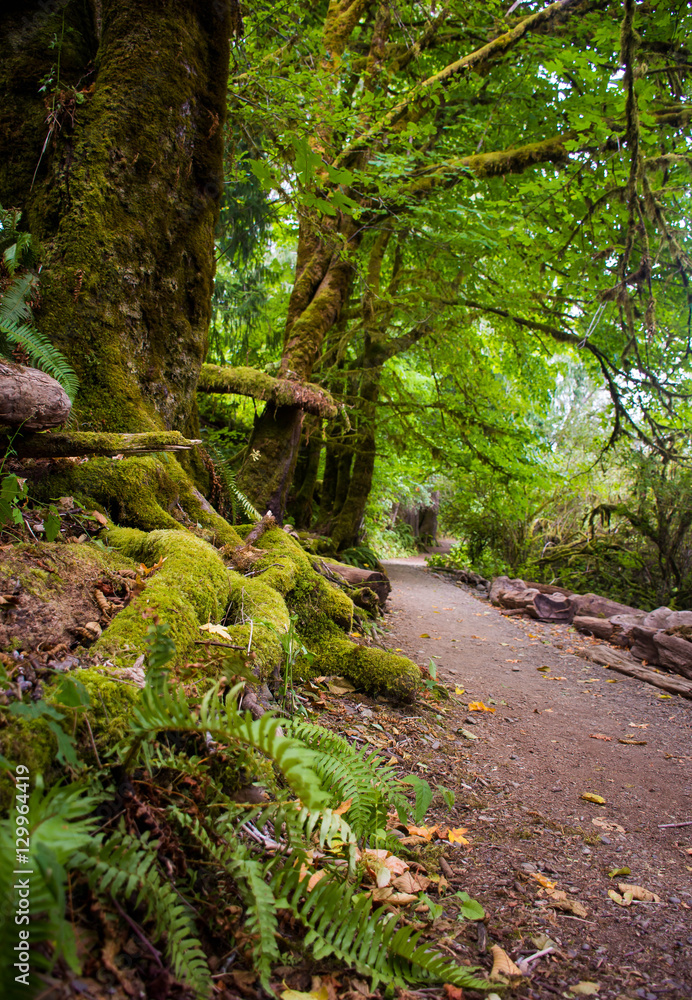 Fototapeta premium Trailside