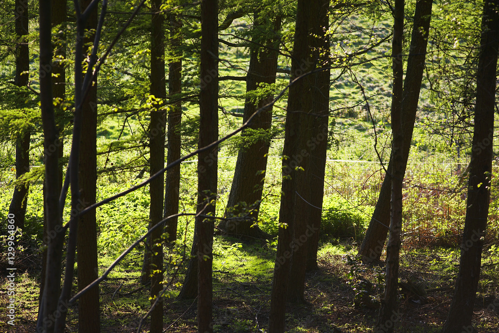 Obraz premium Row of Trees in Forest