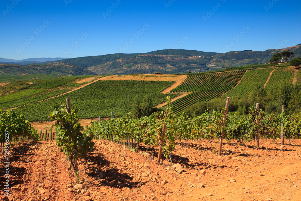 View of vineyards in the Spanish countryside