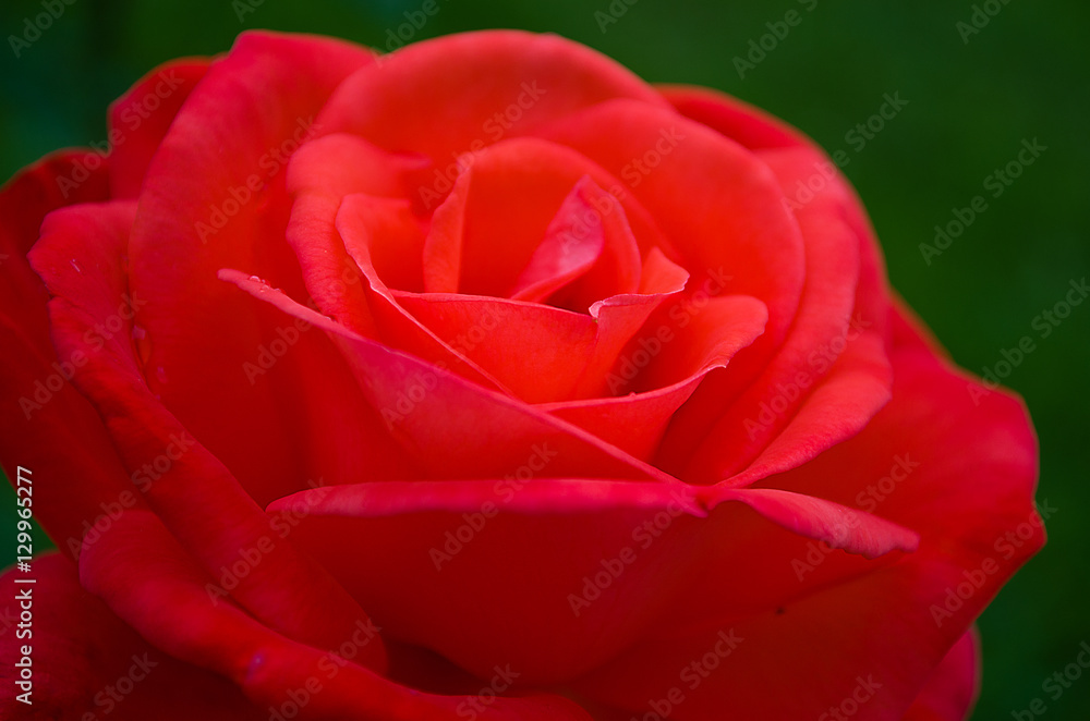 Red rose Red rose
