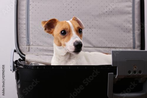 Sad pet dog in suitcase want to go with family on vacation © dream@do