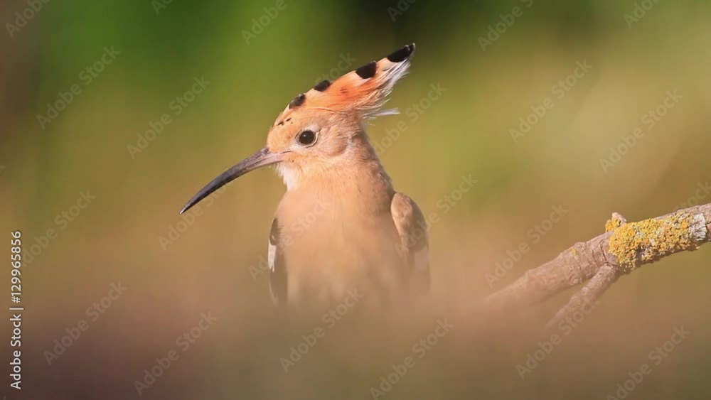 rare bird with colorful feathers hoopoe sitting in the grass/rare bird with colorful feathers hoopoe sitting in the grass rare bird with colorful feathers hoopoe sitting in the grass/rare bird with colorful feathers hoopoe sitting in the grass
