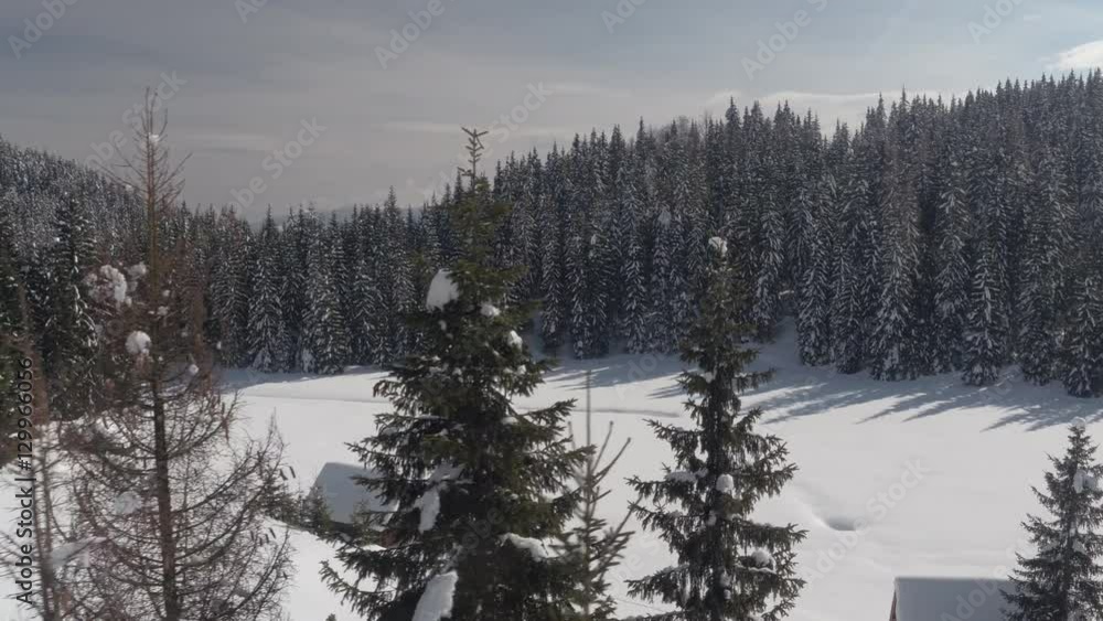 AERIAL: Alpine cabins in dense spruce forest on snowy white hill slope in winter AERIAL: Alpine cabins in dense spruce forest on snowy white hill slope in winter