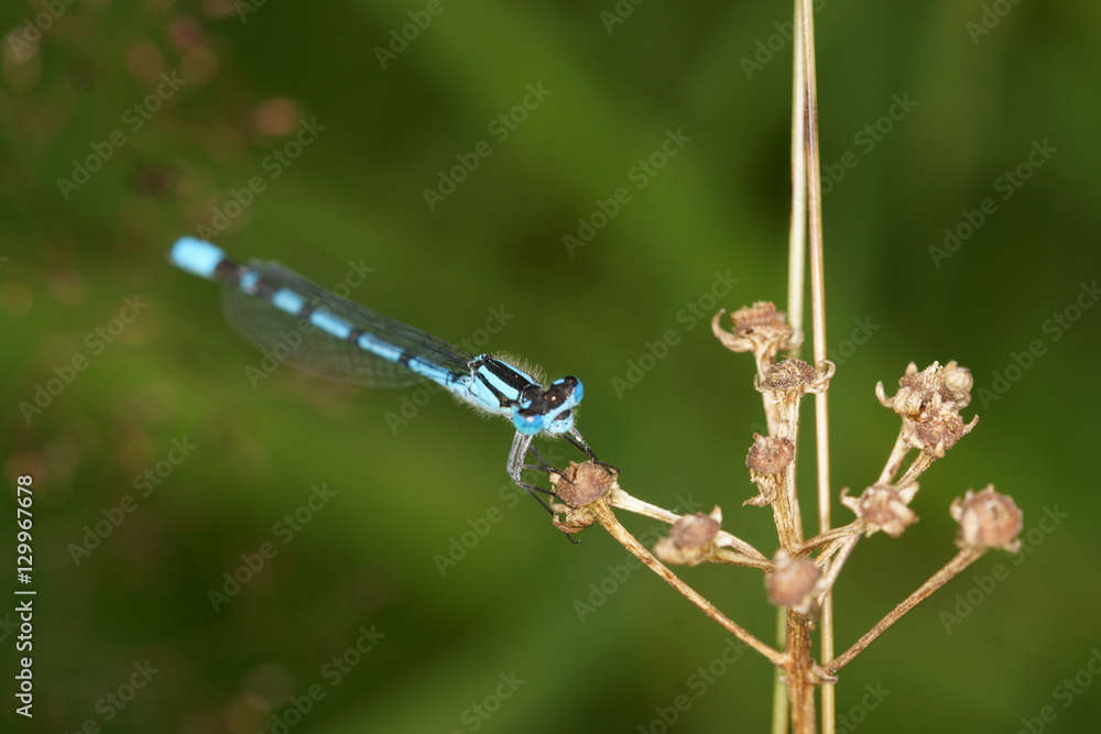 Libelle - Azurjungfer Libelle - Azurjungfer