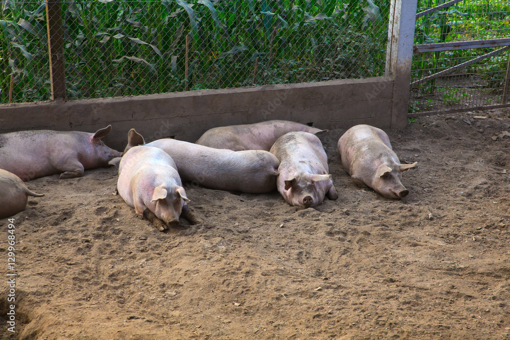 The domestic pigs The domestic pigs