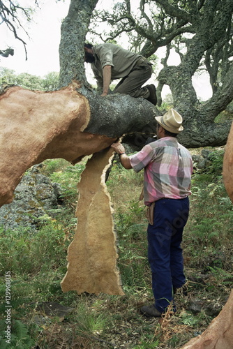 Old cork oak is stripped, Sardinia