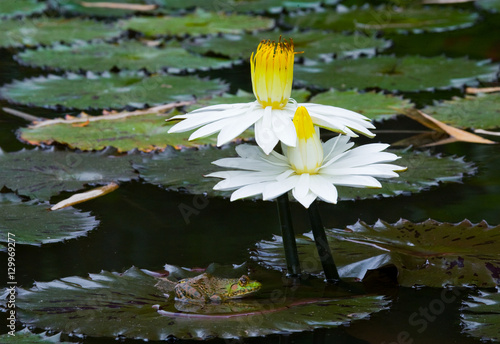 Flower of water lilies in a pond. Close-up. An excellent illustration.