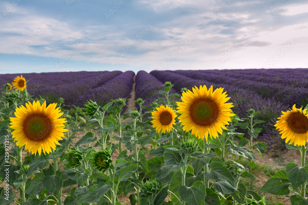 Sunflower and Lavender flowers field at summer sunsrise, Provence, France Sunflower and Lavender flowers field at summer sunsrise, Provence, France