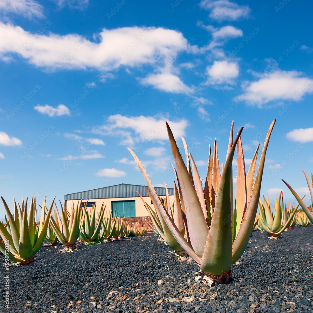 Aloe vera plantation at Fuerteventura foto de Stock | Adobe Stock
