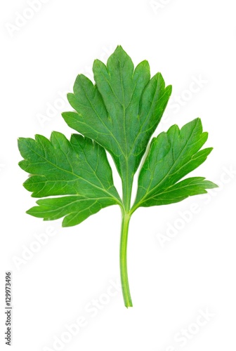  parsley