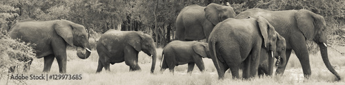 Elephant Herd Walk in Line CREAM