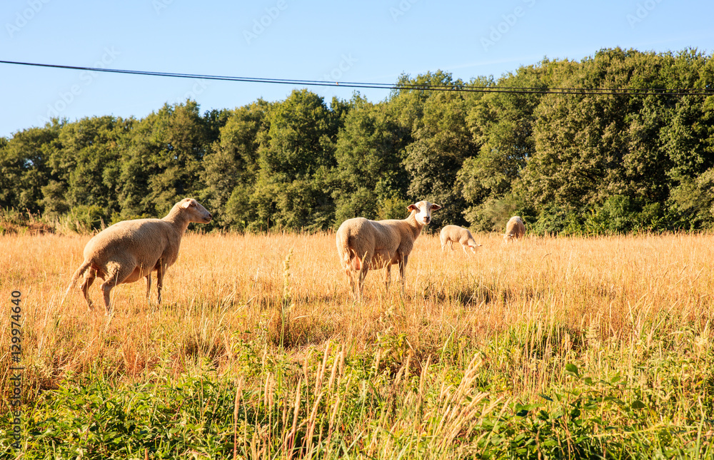 Sheep grazing in the spanish countryside
