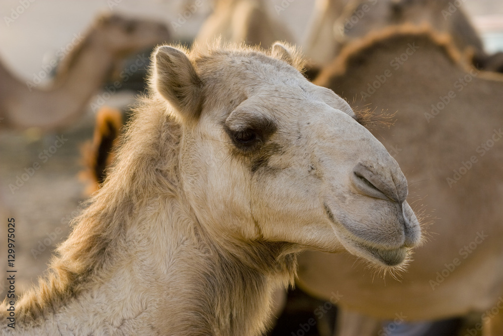 UAE Dubai close-up of a camel face at a farm in the desert outside of Dubai