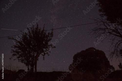 Trees on stellar sky