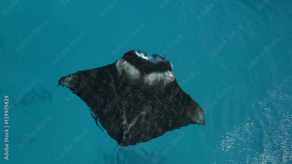 AERIAL, CLOSE UP: Manta ray swimming just below the surface of blue ocean