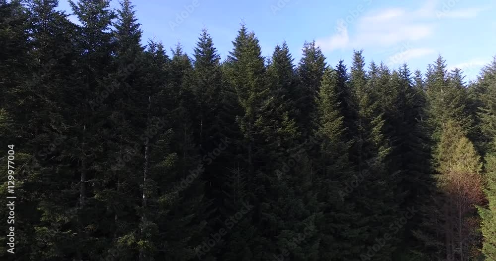 Rising above the high pine trees. Aerial view Rising above the high pine trees. Aerial view