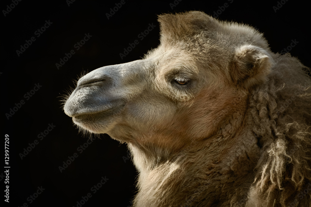 Camels Hair
