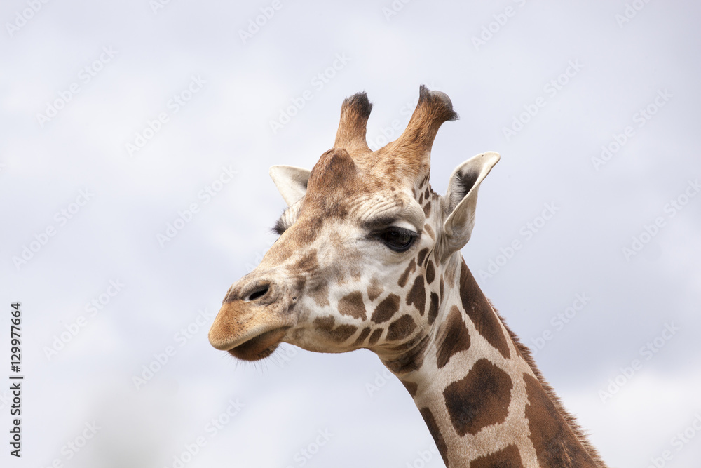 Obraz premium Girafe (Giraffa camelopardalis)