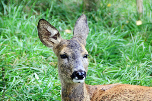 Fototapeta Naklejka Na Ścianę i Meble -  Portrait of the roe deer in the meadow