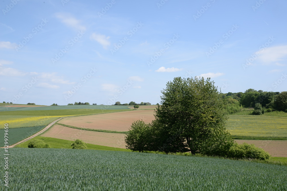 Obraz premium Getreidefeld