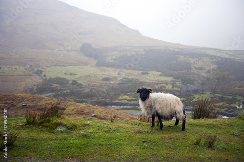 Sheep grazing with valley in background