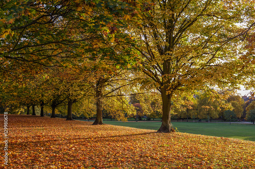 autumn in Hyde Park