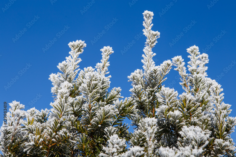 Spruce branches covered with frost. Christmas tree with hoarfros