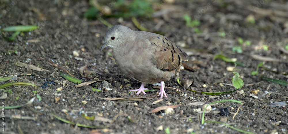 Ruddy ground dove on the dark forest floor Ruddy ground dove on the dark forest floor