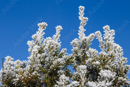 Spruce branches covered with frost. Christmas tree with hoarfros © gatherina