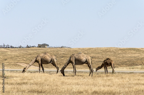 wildlife Camel eating landscape Oman salalah Arabic 5