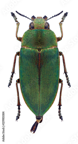 Beetle Perotis margotana on a white background