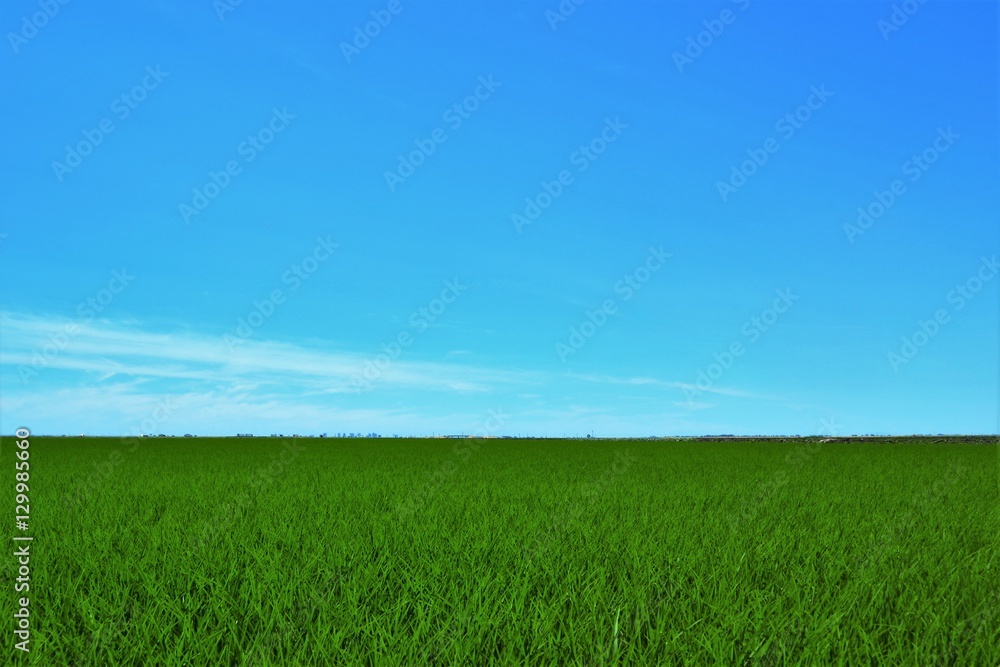 Rice & Sky Background 
