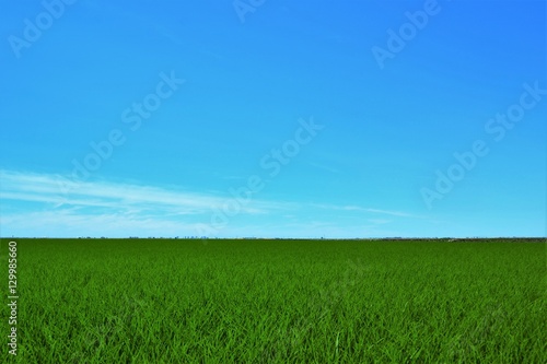 Rice   Sky Background 