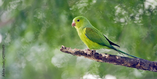 Plain parakeet under the shade of the leafy tree photo