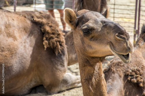 Camel funny sweet looking smiling inside Camera Oman salalah Arabic 4