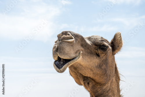 Camel funny sweet looking smiling inside Camera Oman salalah Arabic 5 © CL-Medien