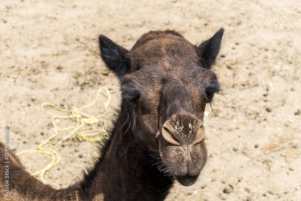 Fototapeta premium Camel funny sweet looking smiling inside Camera Oman salalah Arabic 7