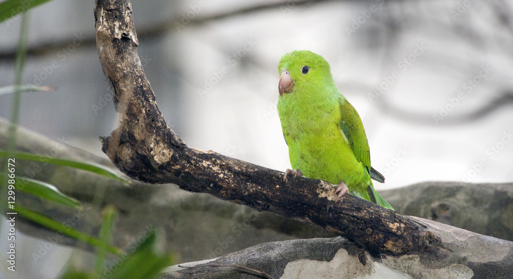 Obraz premium Plain parakeet under the shade of the leafy tree