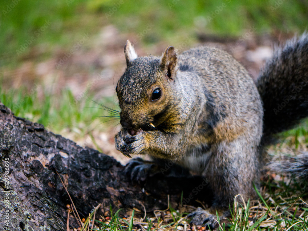 Grey Squirrel eating nuts in summer on stump by lake Grey Squirrel eating nuts in summer on stump by lake