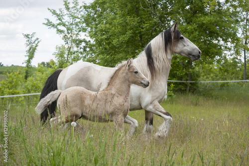 Buckskin Gypsy horse mare with palomino foal