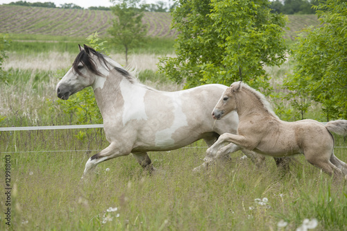 Buckskin Gypsy horse mare with palomino foal © Mark J. Barrett