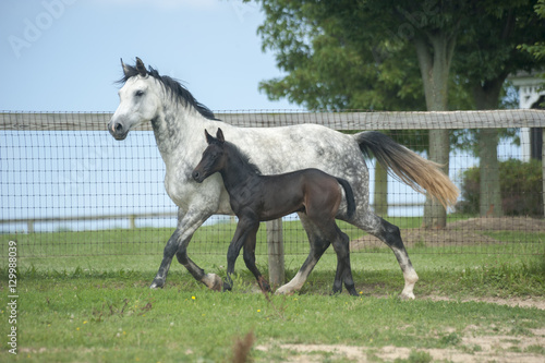 Fényképezés Hanovarian mare and foal trot in grass paddock