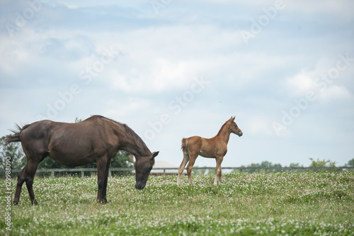 Fényképezés Hanovarian Warmblood mare and foal horses