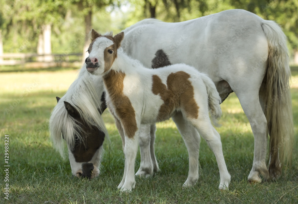 Miniature hose foal with mare grazing Miniature hose foal with mare grazing